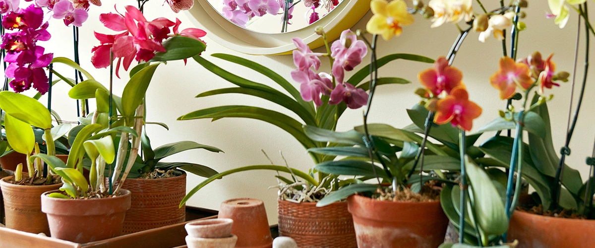 گلدان سفالی مناسب ارکیده