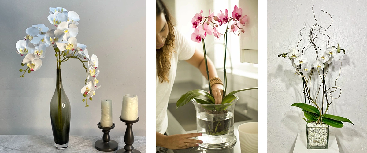 انواع گلدان مناسب ارکیده